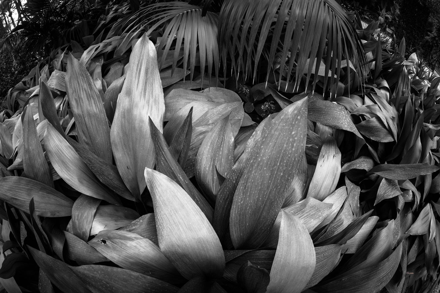4M4A0745 PHOTOGRAPHIE D'ART 60 x 80  cm  .