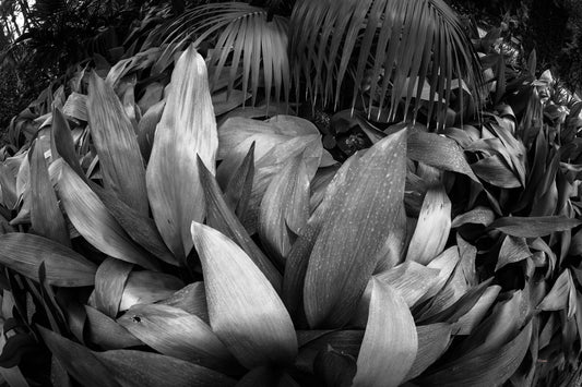 4M4A0745 PHOTOGRAPHIE D'ART 120 x 80  cm  .