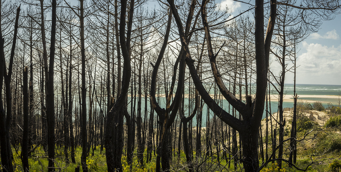 4M4A4222 PHOTOGRAPHIE D'ART 150 x 75  cm  .