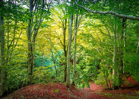 7689 PHOTOGRAPHIE D'ART 50 x 70  cm  .