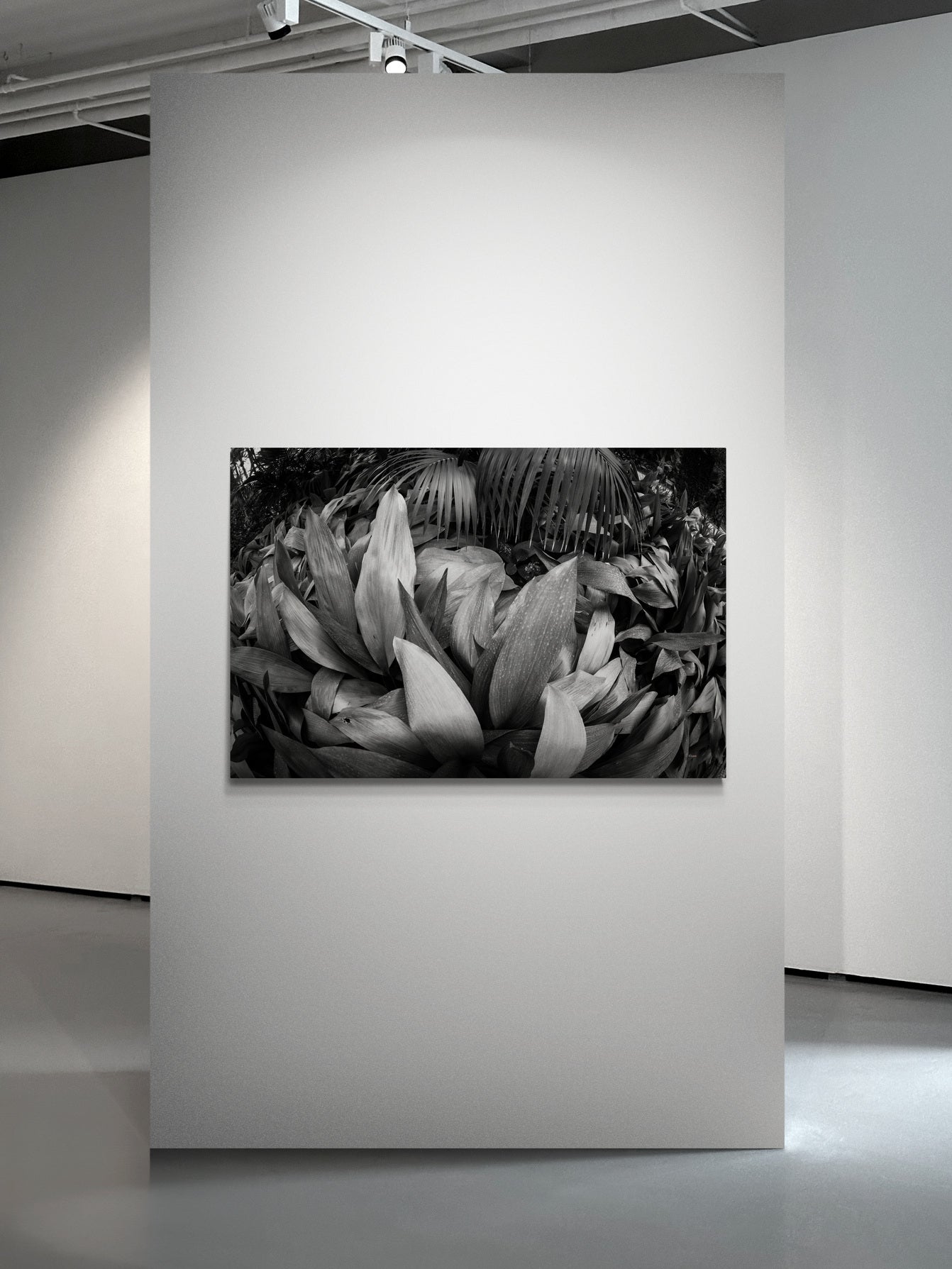 4M4A0745 PHOTOGRAPHIE D'ART 60 x 80  cm  .