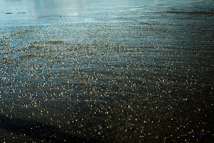 4M4A3239 PHOTOGRAPHIE D'ART 120 x 80  cm  .