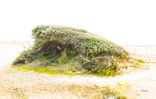4M4A3412 PHOTOGRAPHIE D'ART 60 x 80   cm  .
